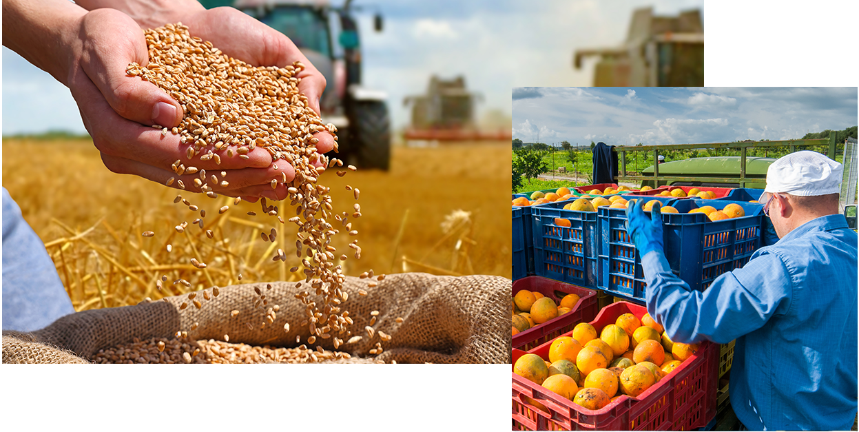 The diversity of agricultural crops